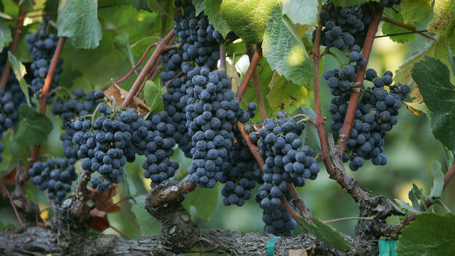 winery-grapes.jpg 