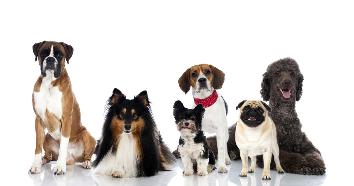 NJ.com - These are the most popular dog breeds in New Jersey according to  the American Kennel Club. 🐶 Which breed is your favorite?
