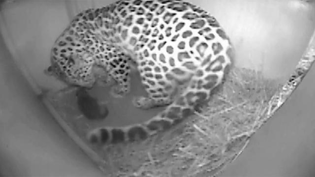 amur-leopard1.jpg 