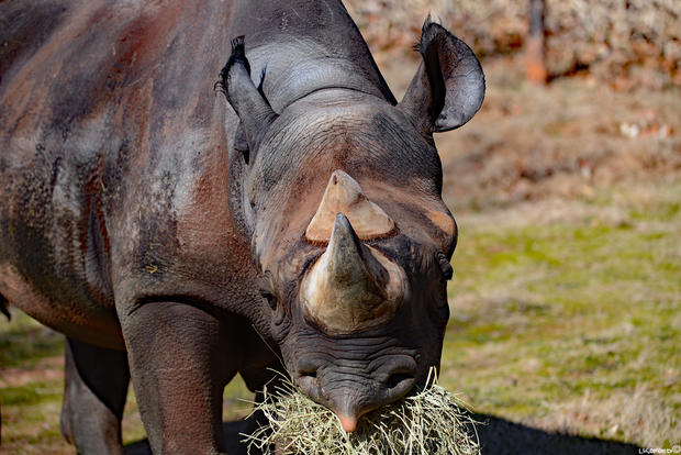 Rudy, zoo's black rhino 