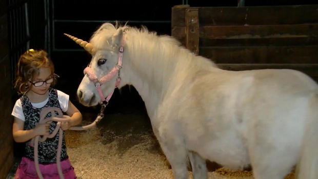 The California Highway Patrol tracked down an escaped pony wearing a unicorn horn in Madera Feb. 24, 2016. 