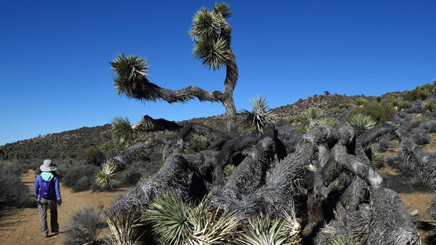 A hiker walks past a dying Joshua tree as the drought continues to affect the state in Joshua Tree National Park, California, Nov. 21, 2015. 