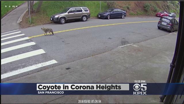 corona_heights_coyote_030216.jpg 