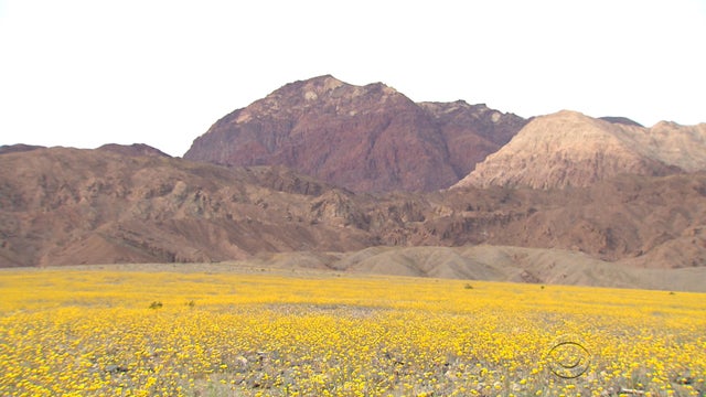 death-valley-flowers.jpg 