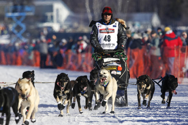 Iditarod dog-sled race-2016-03-07t072241z1513147928d1besrcfobacrtrmadp3usa-iditarod.jpg 