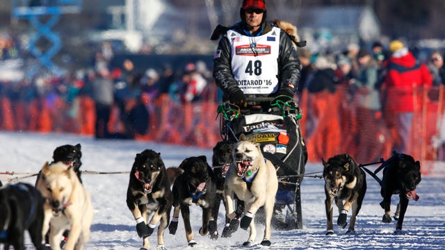 Iditarod dog-sled race-2016-03-07t072241z1513147928d1besrcfobacrtrmadp3usa-iditarod.jpg 