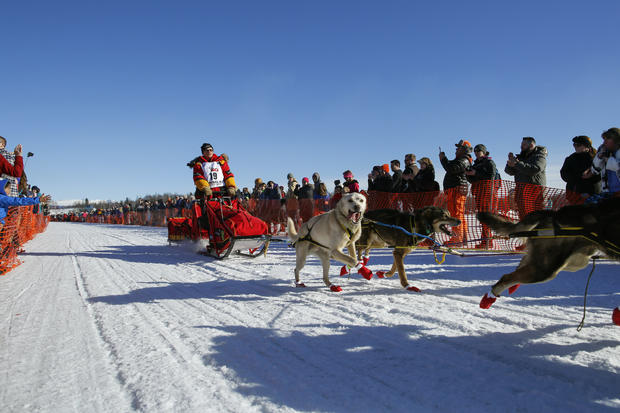 Iditarod dog-sled race-2016-03-07t075659z1345128609d1besrcipfaartrmadp3usa-iditarod.jpg 