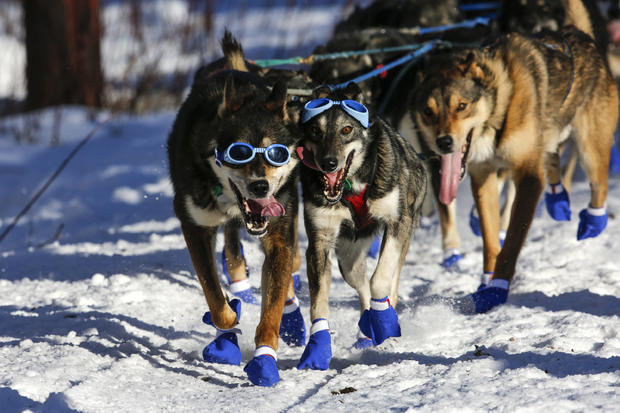 Iditarod dog-sled race-2016-03-07t072230z608025333d1besrcfnqaartrmadp3usa-iditarod.jpg 