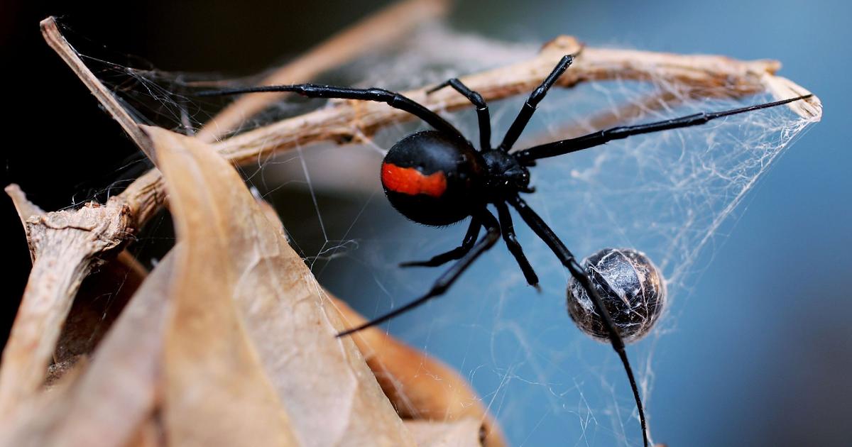 Box plot comparing male black widow spider body size (mean