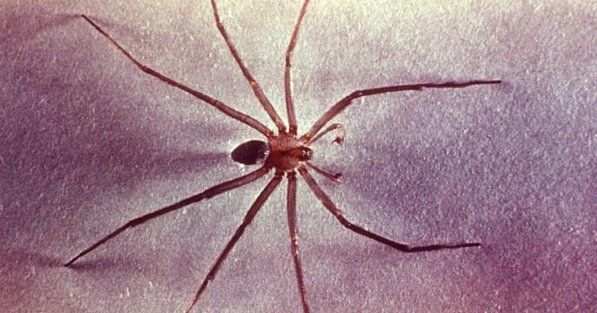Black Widow vs. Brown Recluse: Which Deadly Spider Would Win in a Fight? -  AZ Animals