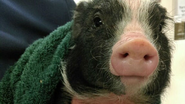 ​A runaway piglet stopped traffic in San Francisco's Mission District March 9, 2016. 
