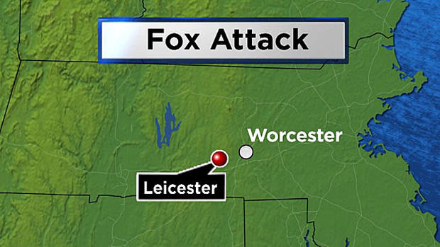 fox attack leicester rabid map 