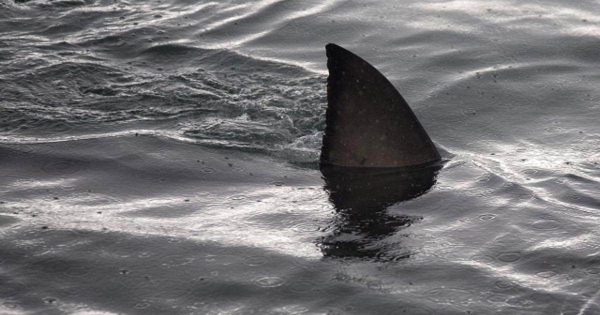 Имаше скок на смъртоносните атаки на акули съобщени в световен