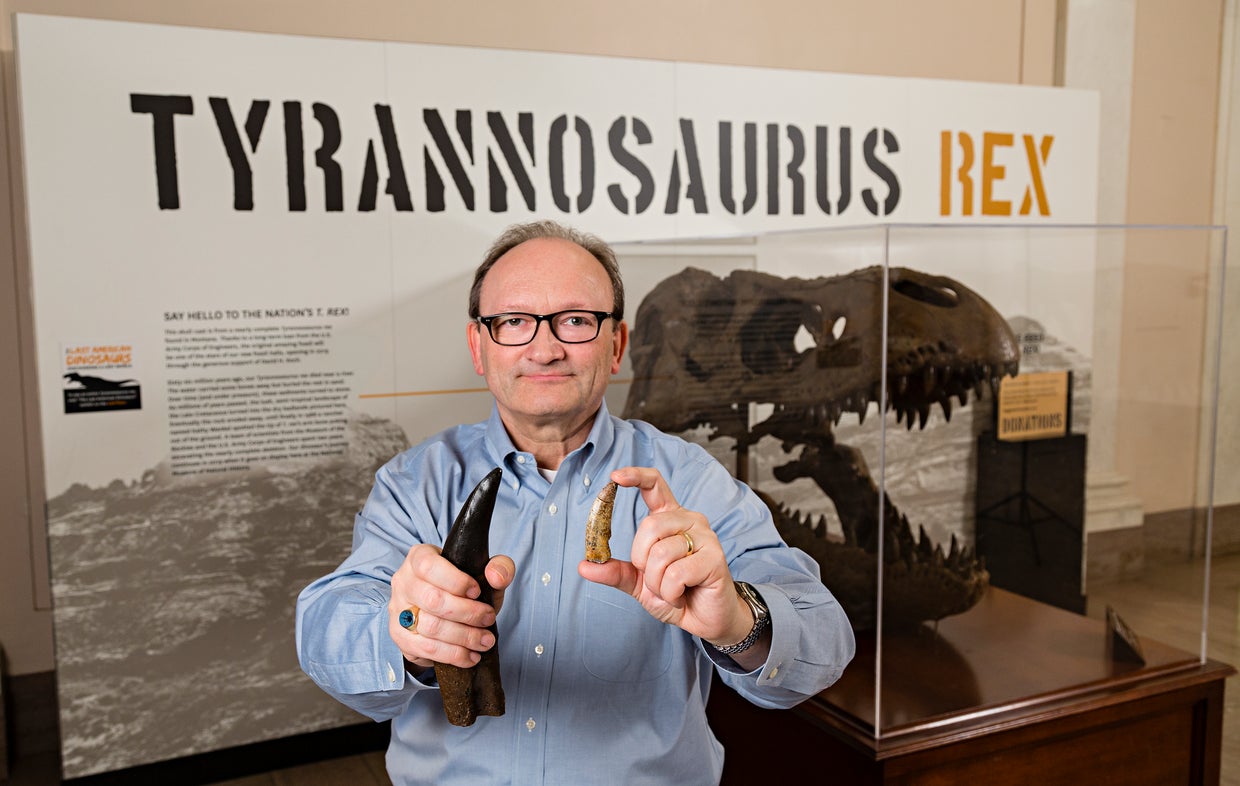 Dinosaur fossils shed light on how T. rex became T. rex - CBS News