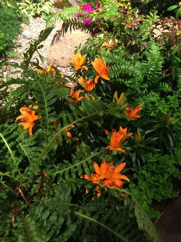 orange-flowers-at-the-macys-flower-show.jpg 
