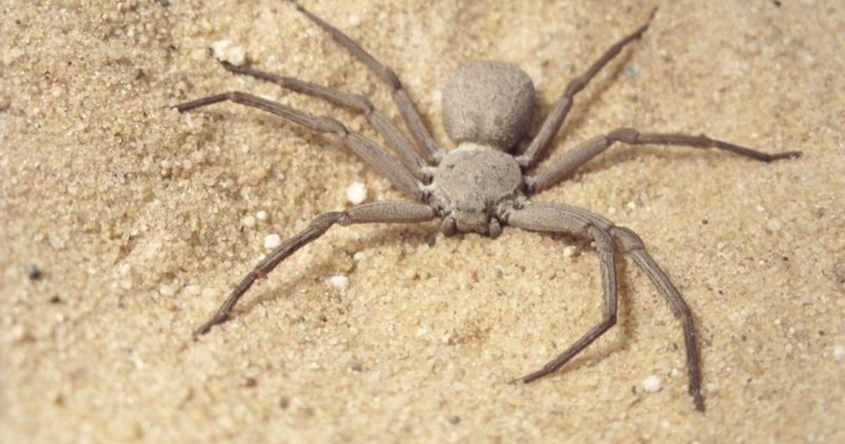 The Brown Recluse Spider: Its Reputation Is Worse Than Its Bite