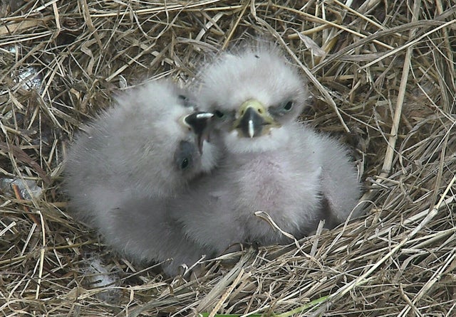 3-20-eaglets.jpg 