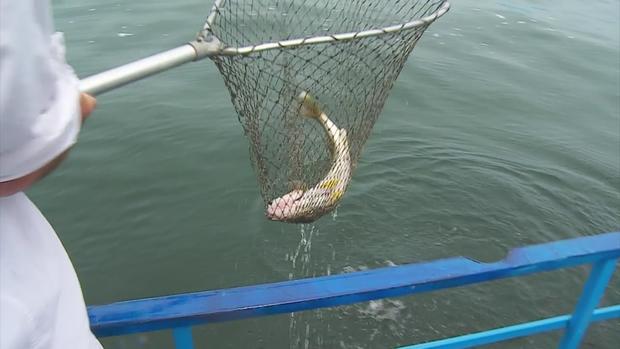 DNR: Mille Lacs Lake Goes Catch-&amp;-Release For Walleye Anglers 