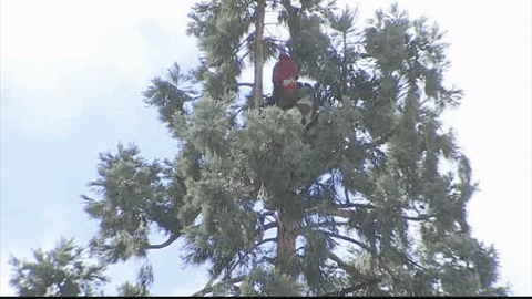 man-in-tree-gif.gif 