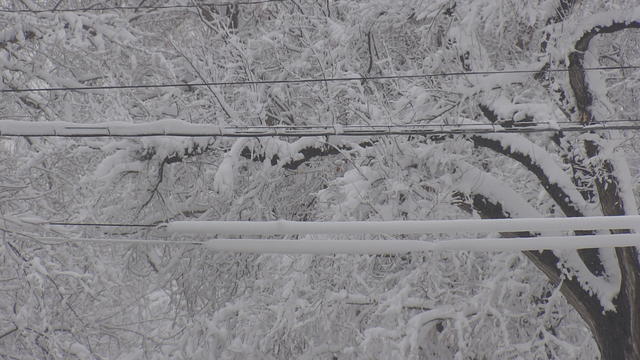 snowy-tree-branch-power-line.jpg 