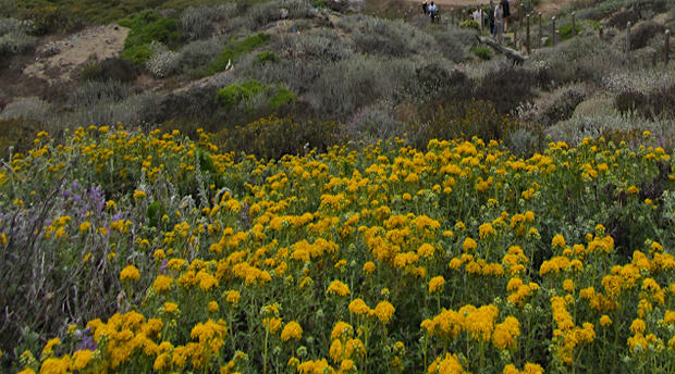 San Francisco Wildflowers 
