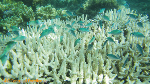 great-barrier-reef-coral-bleaching.jpg 