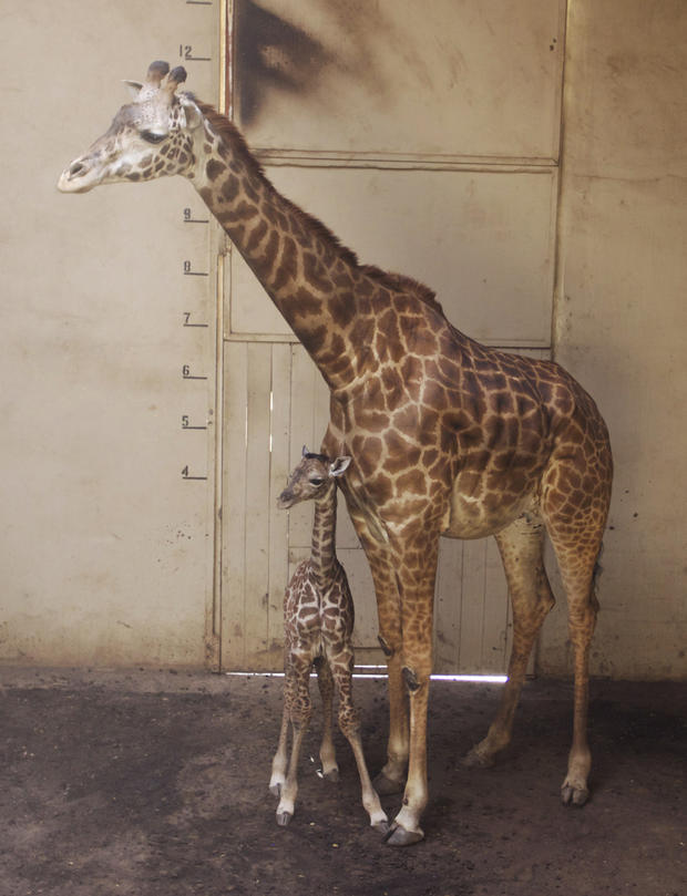 SB Zoo Baby Giraffe 3.28.16_6 