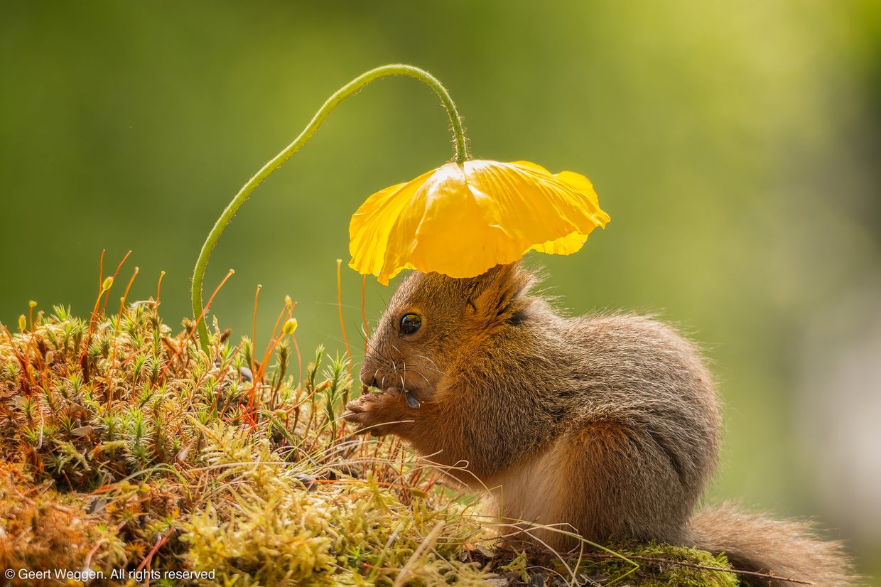 Smithonsian-credit-geert-weggen.jpg 