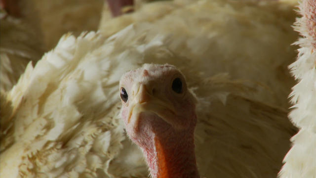 turkey-bird-flu.jpg 