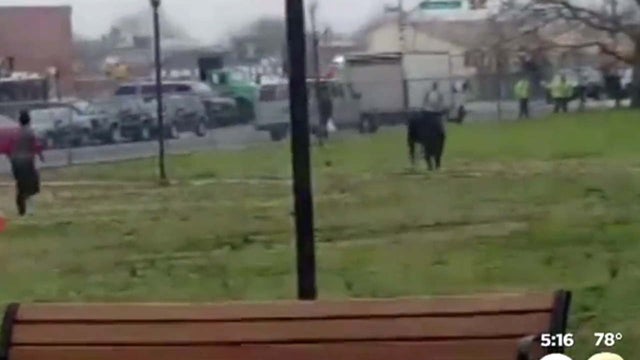 nycbull.jpg 