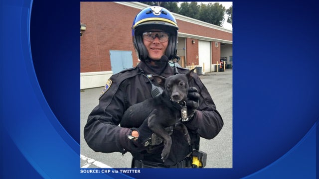 chihuahua-officerholds.jpg 