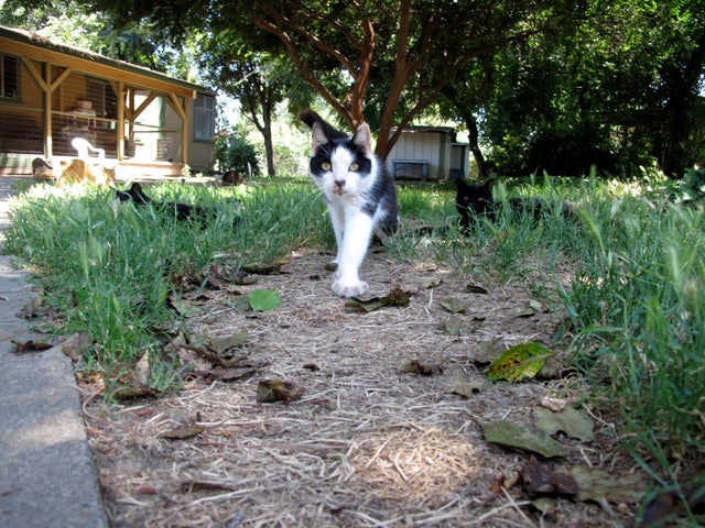 cats4.jpg