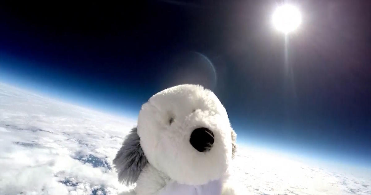 why did they send a dog to space