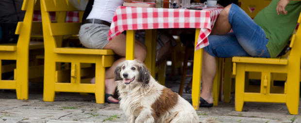 dog friendly restaurant 610 