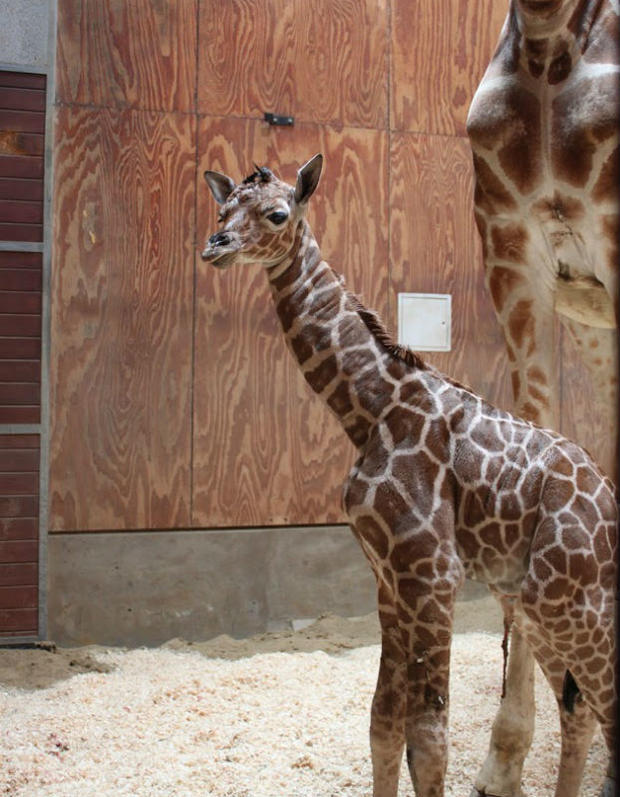 giraffe-calf-4.jpg 