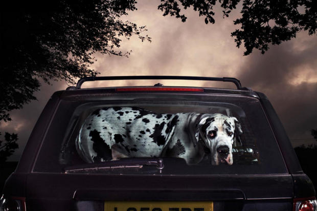 dogs-in-cars-alfie-by-martin-usborne.jpg 