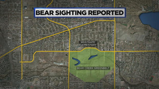 Bear Sighting Reported 