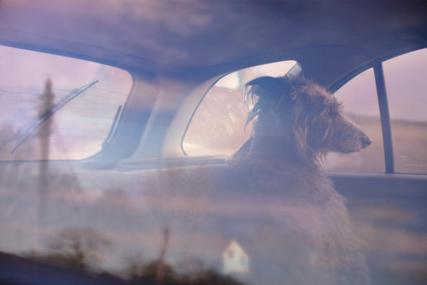 dogs-in-cars-winnie-by-martin-usborne.jpg 