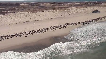 seals.jpg 