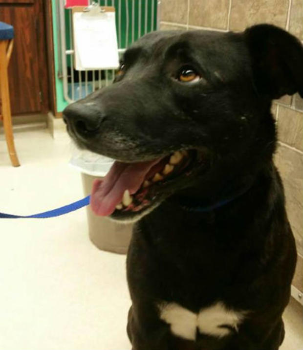 Rescued dog in Petaluma 