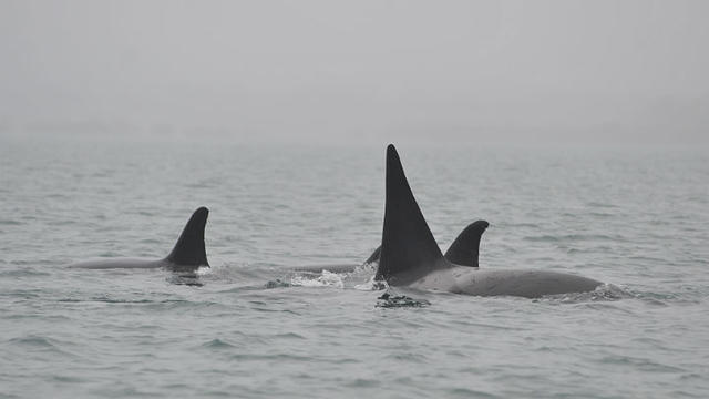 orca-whales-photo-by-alistair-brightman-pool-getty-image.jpg 