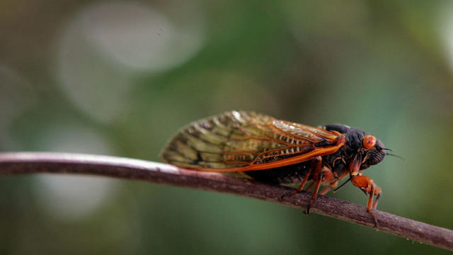 cicada.jpg 