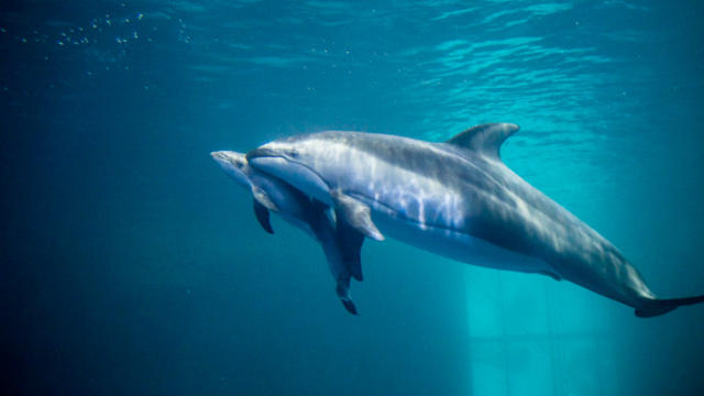 shedd-dolphin.jpg 