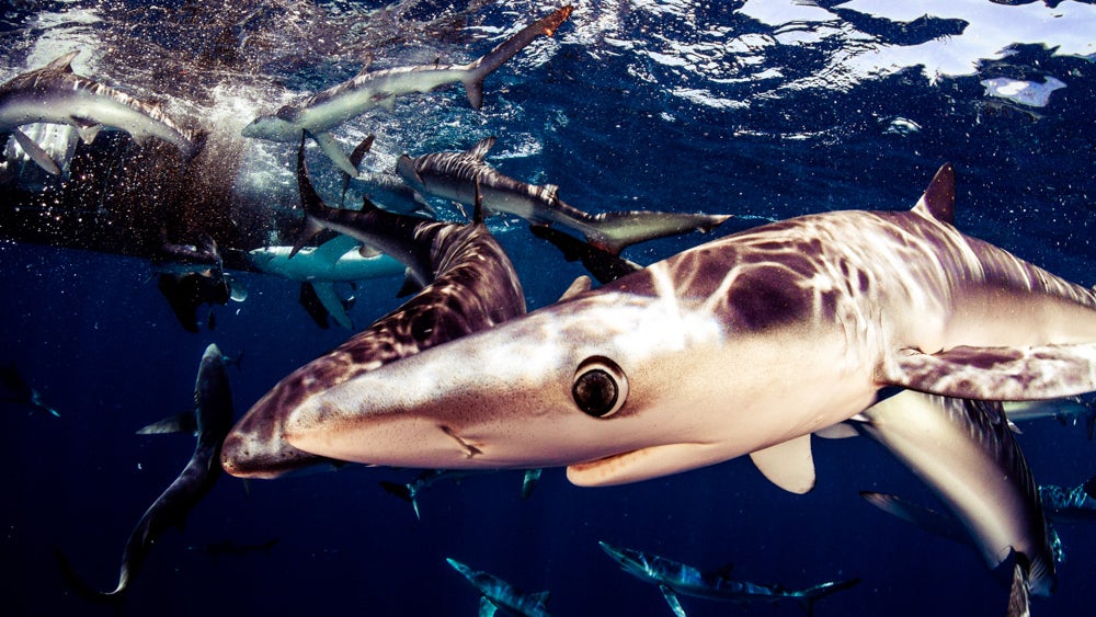 Giant megalodon shark teeth may have inspired Mayan monster myths - CBS