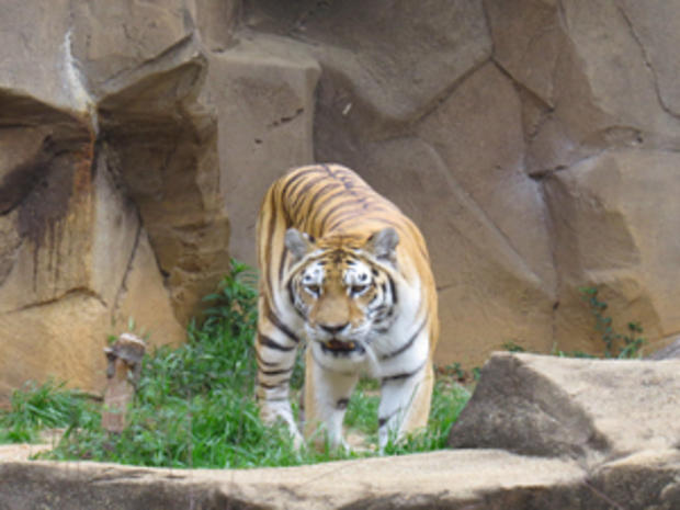 Siberian tiger (credit: Randy Yagi) 