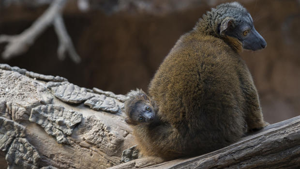 Collared Lemur and Baby 