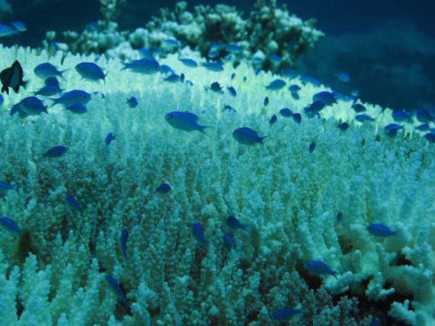 coralbleaching.jpg 