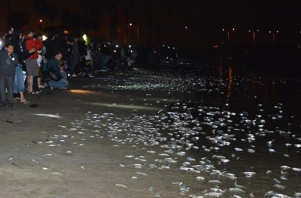 Grunion 6.24 cropped 