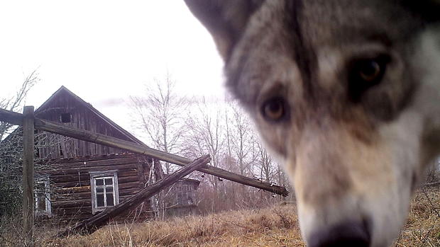 Wildlife flourishes in Chernobyl 