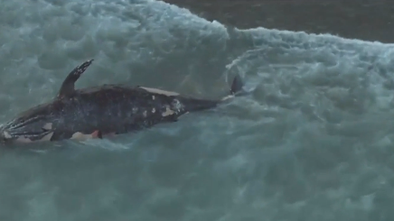 huge-crowds-gather-to-check-out-dead-whale-after-it-washes-ashore-in-san-clemente-cbs-los-angeles.png 
